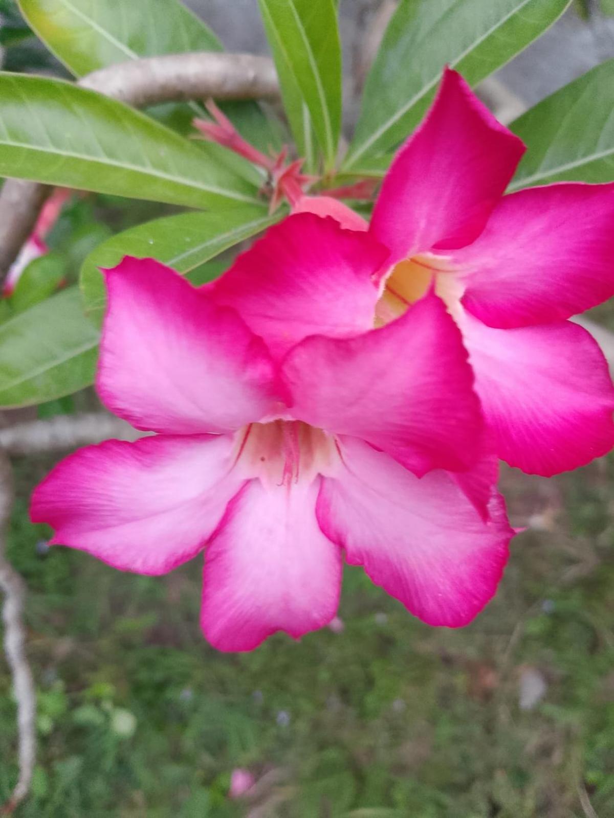吉利美诺Exotic House别墅 客房 照片